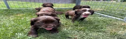 Cocker Spaniel dogs for sale: Working cocker spaniel puppies  - Advert 10