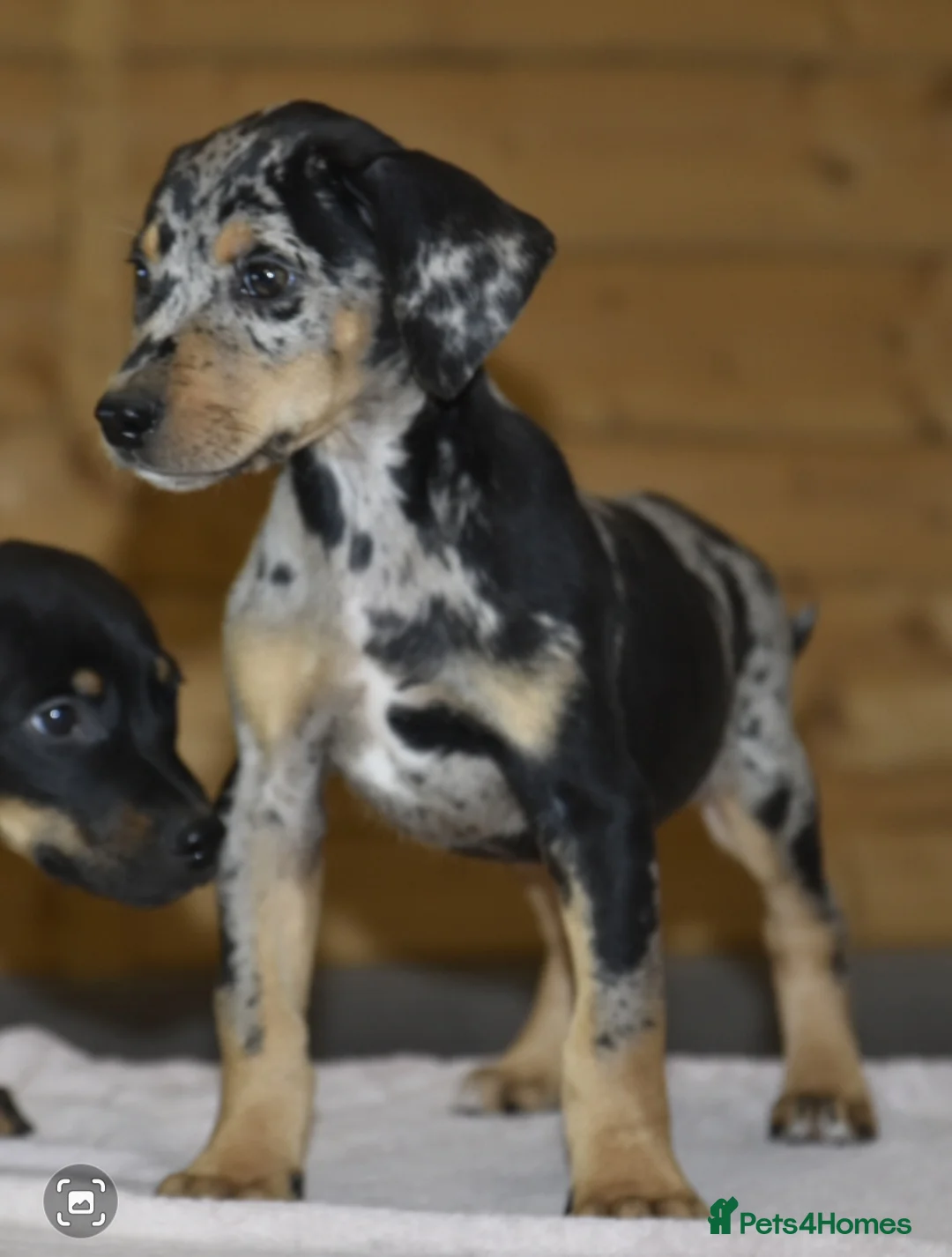 Mixed Breed dogs for sale: Unique hybrid dobermann puppies - Advert 3