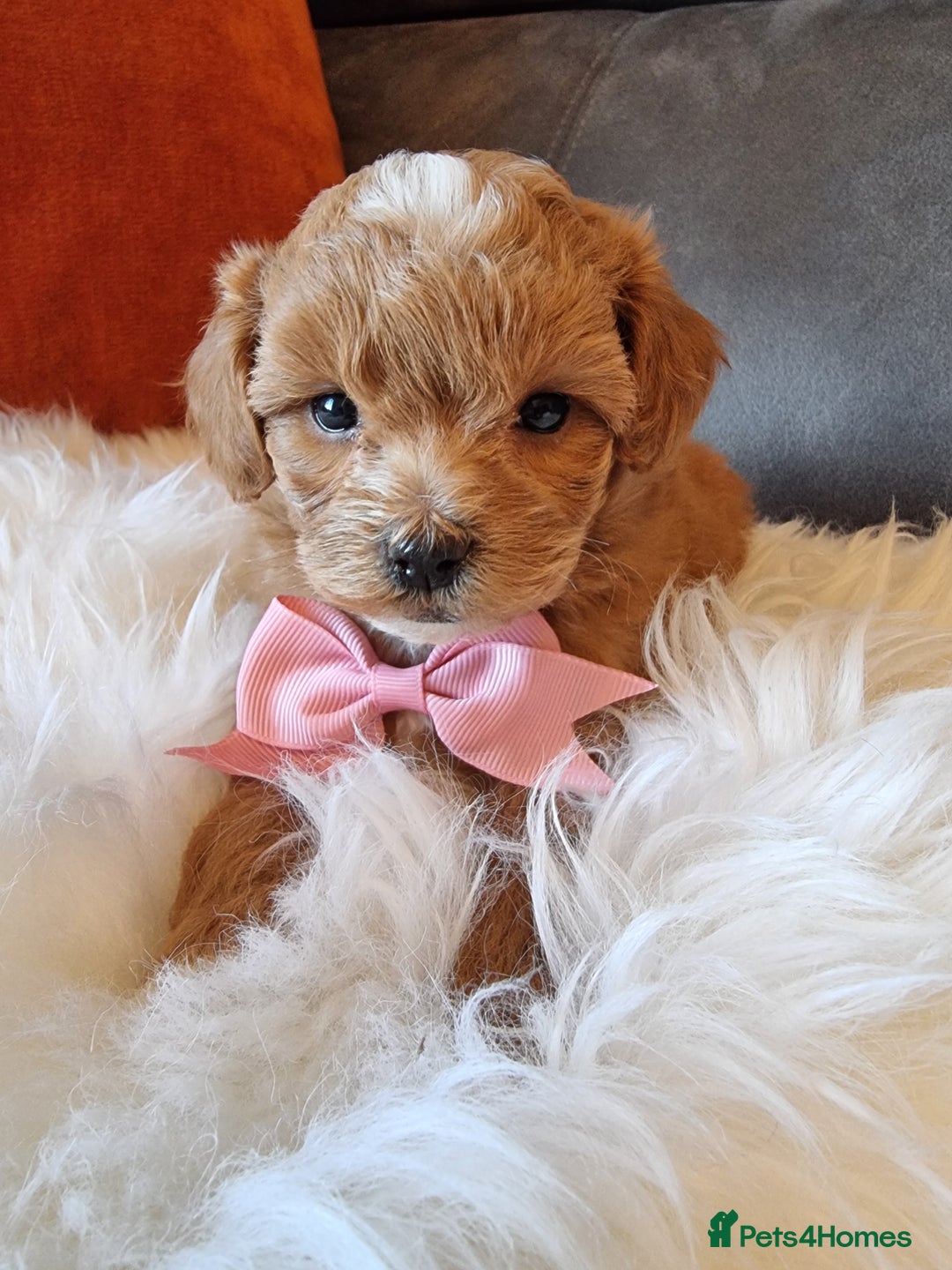 Shihpoo dogs for sale: Adorable best friend Shihpoo pups Fully Vaccinated - Advert 22