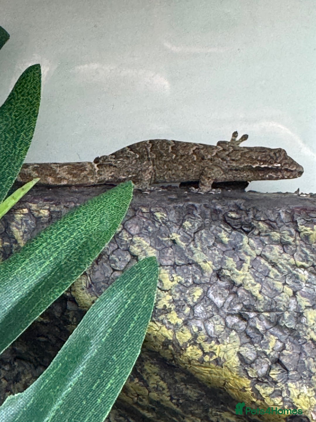 Gecko reptiles for sale: Full mourning gecko enclosure  - Image 3