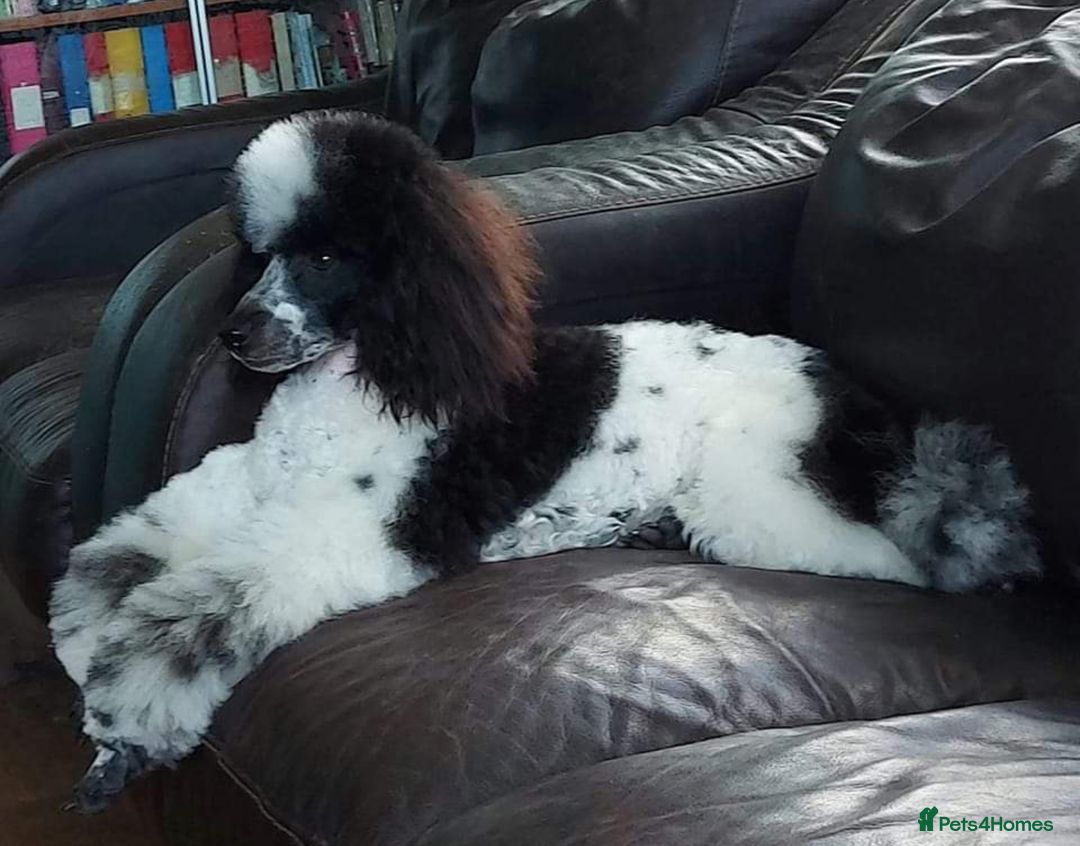 Miniature Poodle dogs for stud: KC registered / health tested / colour tested  in Bolton - Image 6