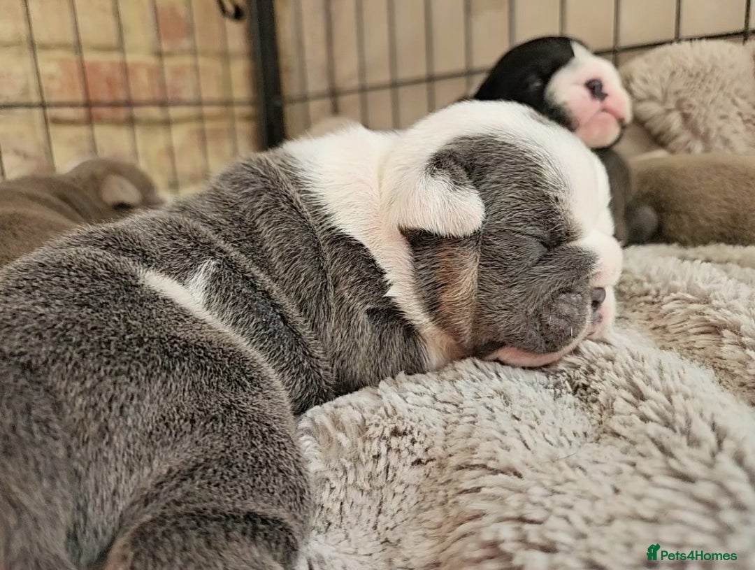 English Bulldog dogs for sale: Outstanding KC English Bulldogs, Top Quality Pups - Image 38