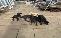 Lurcher dogs for sale: Lurcher puppy for sale - Image 8