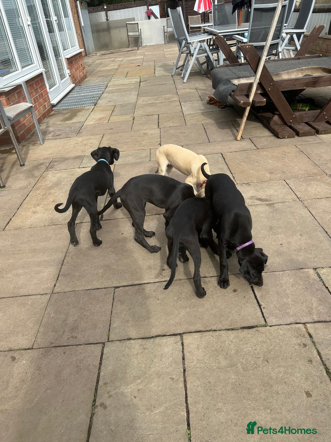 Lurcher dogs for sale: Lurcher puppy for sale - Image 8