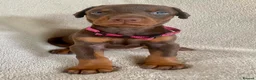Dobermann dogs for sale: Health tested European puppies  - Advert 23