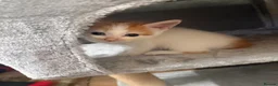 Mixed Breed cats for sale: 4 Gorgeous Kittens - Advert 9