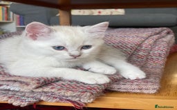 British Shorthair cats for sale: 4 Beautiful British short hair & Ragdoll kittens - Image 7