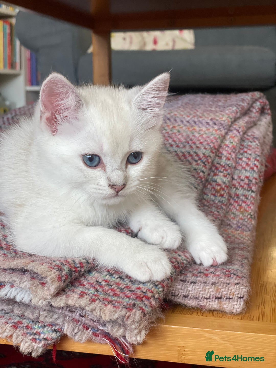 British Shorthair cats for sale: 4 Beautiful British short hair & Ragdoll kittens - Image 7