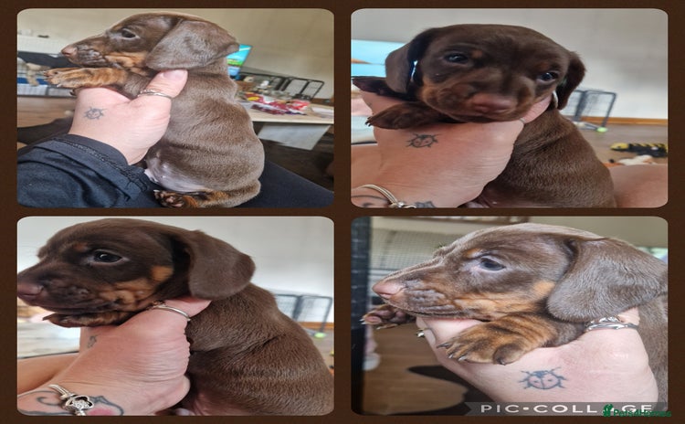Miniature Dachshund dogs - Advert 2