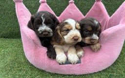 Cockapoo dogs for sale: ⭐️ Stunning Rare Coloured F1 Miniature Cockpoos ⭐️ - Image 7