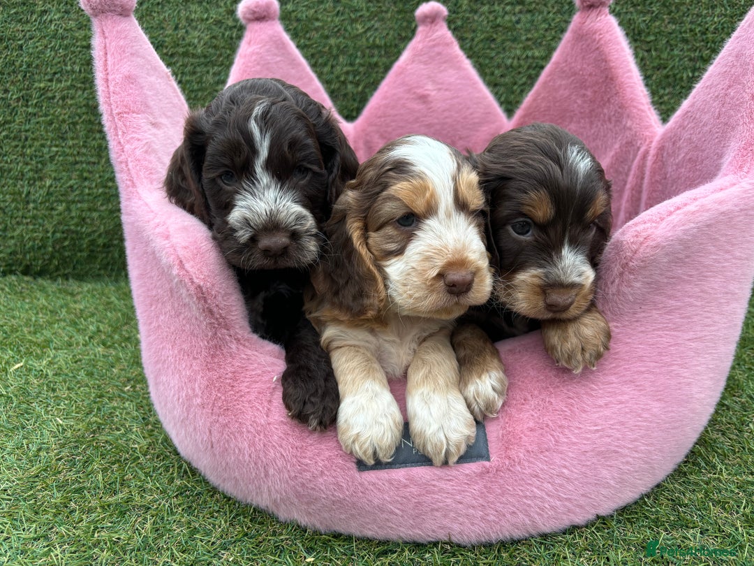 Cockapoo dogs for sale: ⭐️ Stunning Rare Coloured F1 Miniature Cockpoos ⭐️ - Image 7
