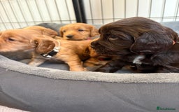 Cocker Spaniel dogs for sale: Kc reg cocker spaniels with 5 weeks insurance  - Advert 17