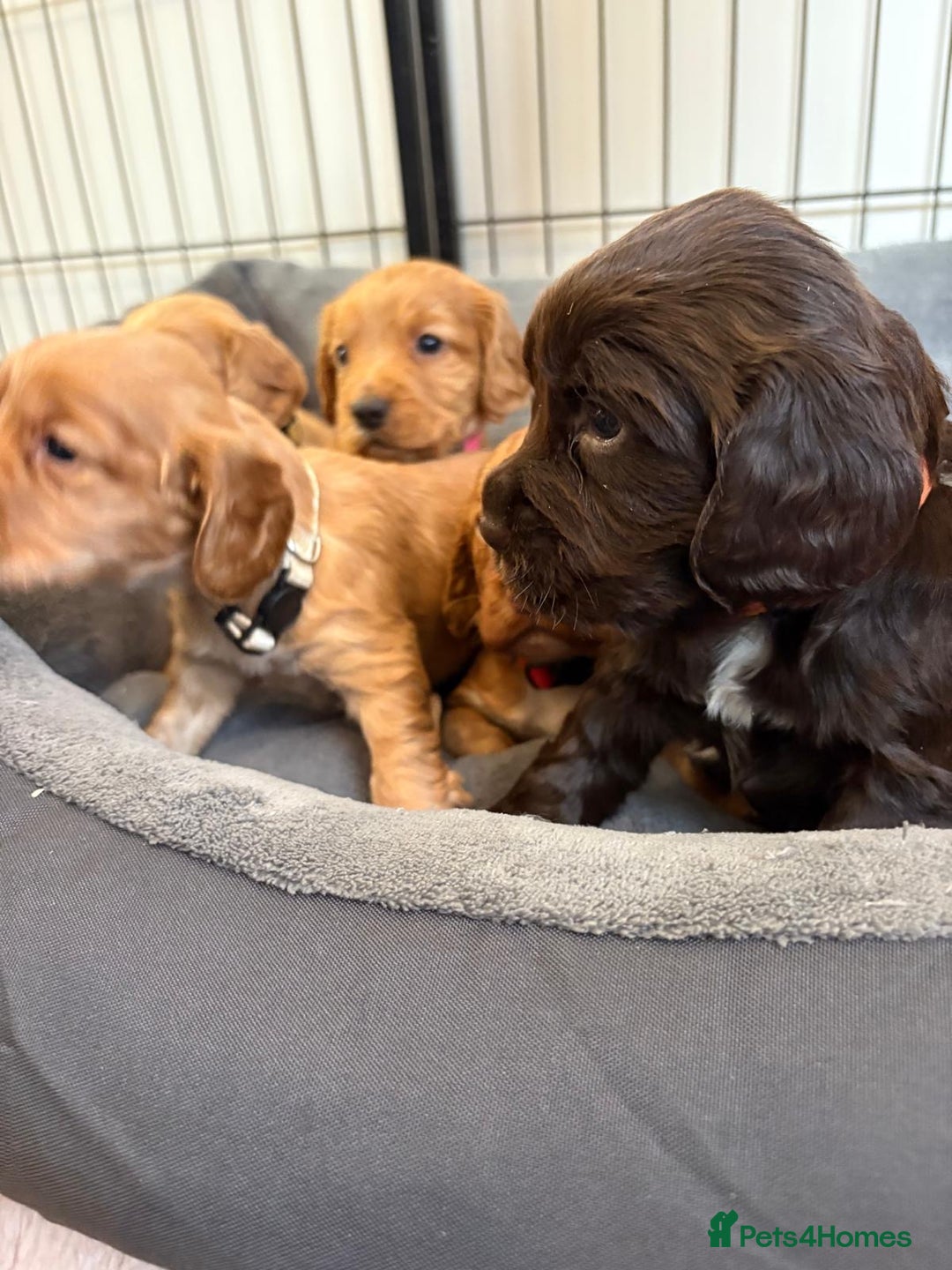 Cocker Spaniel dogs for sale: Kc reg cocker spaniels with 5 weeks insurance  - Advert 17