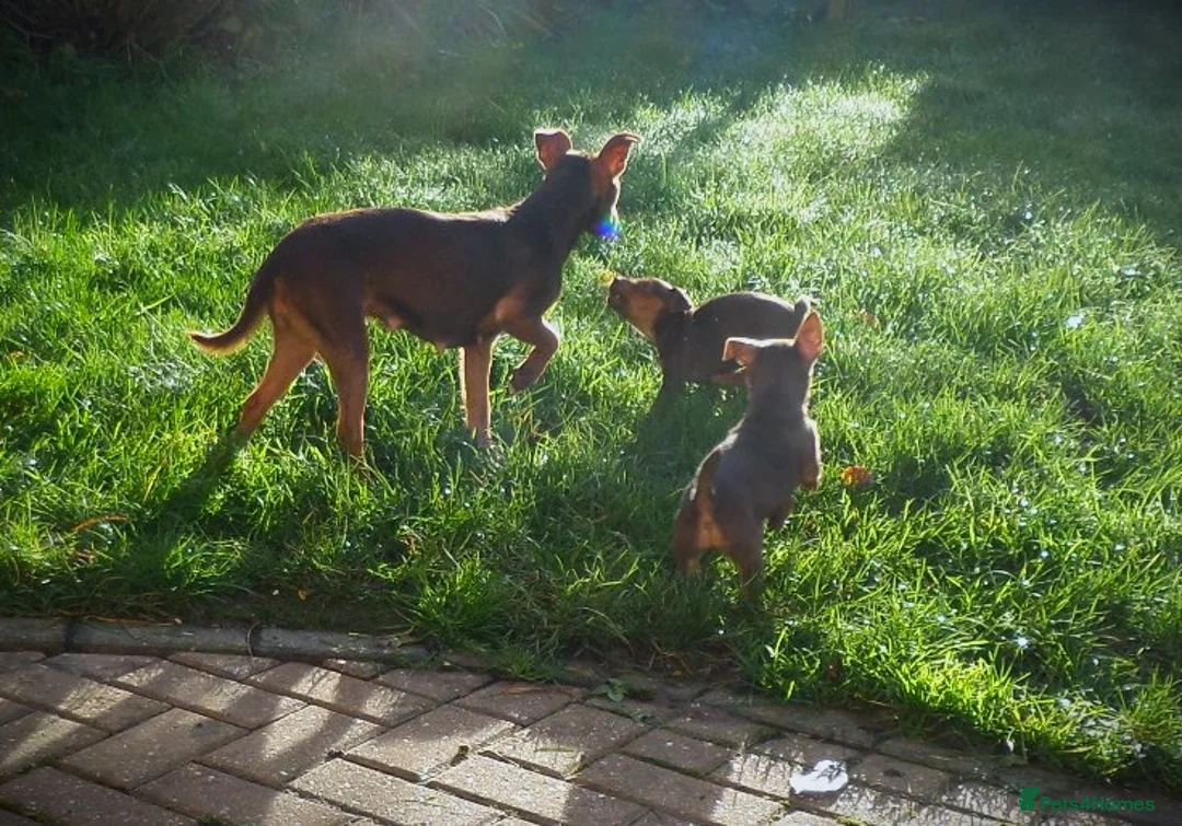 Jack Russell dogs for sale: SOLD Russell MUCH WENLOCK in STEVENAGE - Advert 7