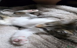 Mixed Breed cats for sale: Friendly playful kittens ready to find thier new  - Image 5