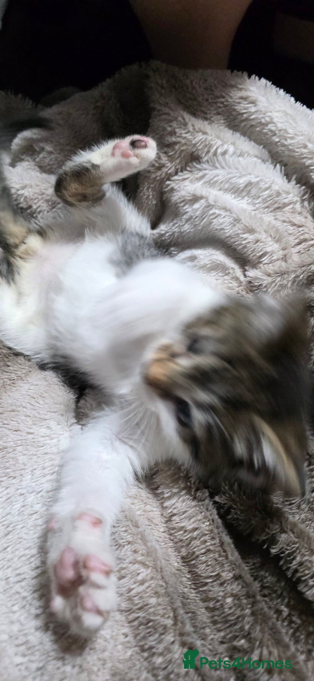 Mixed Breed cats for sale: Friendly playful kittens ready to find thier new  - Image 5