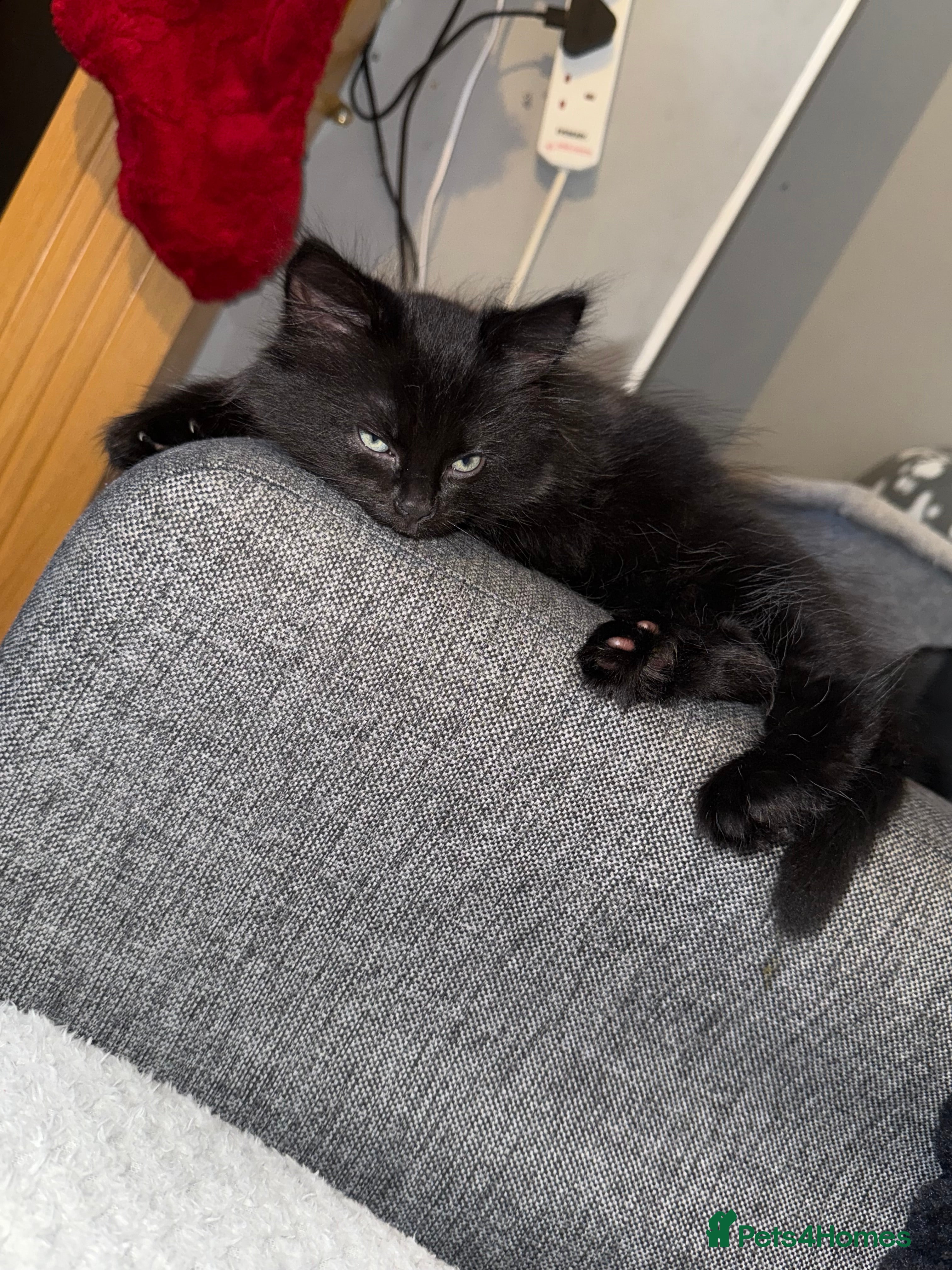 Mixed Breed cats kitten  - Advert 1