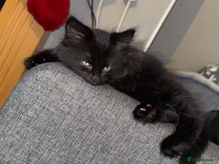 Mixed Breed cats kitten - Advert 1