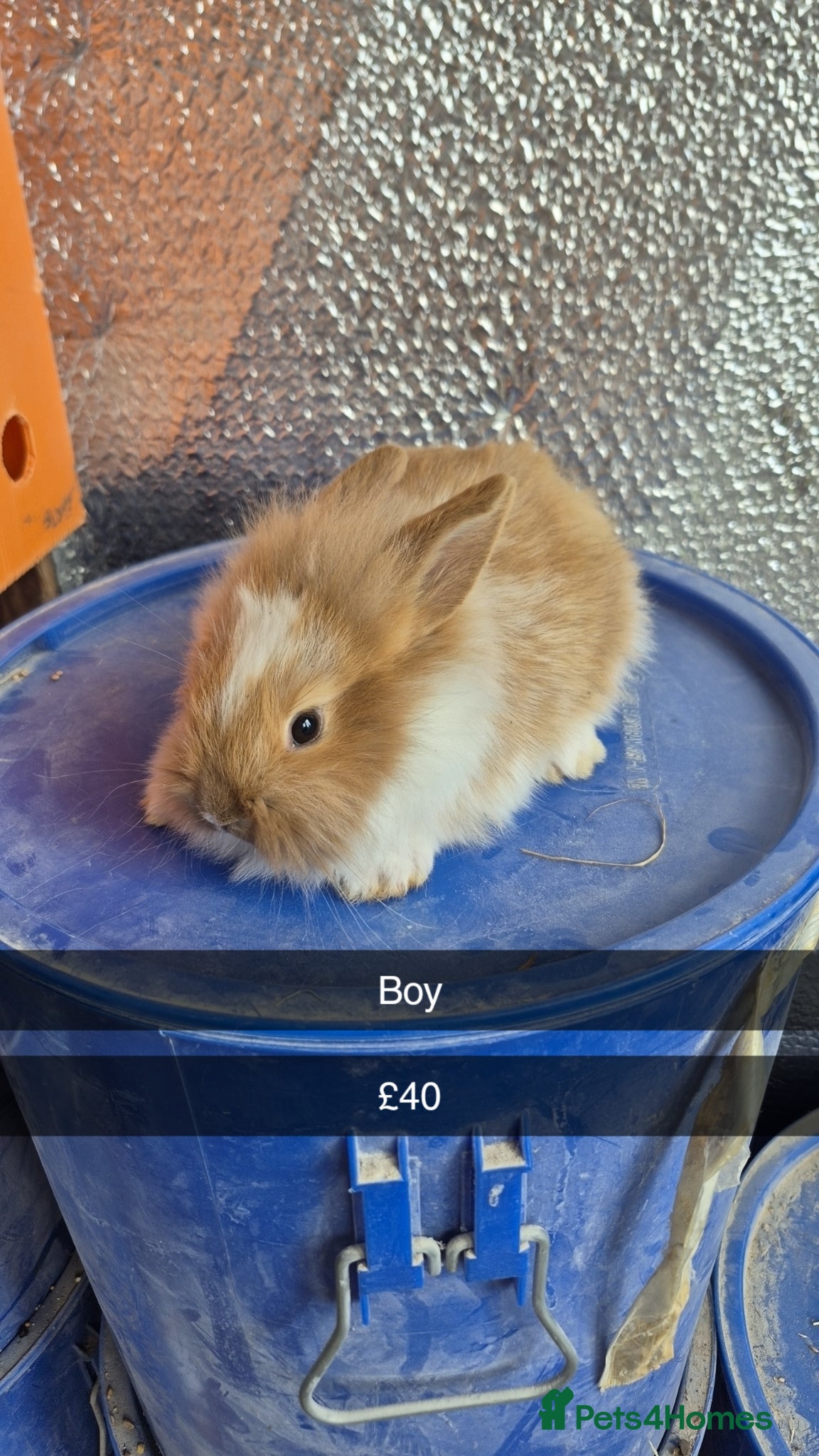 Lionhead rabbits Lionhead Baby Rabbits 8 weeks (Friendly) - Advert 3