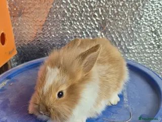 Lionhead rabbits Lionhead Baby Rabbits 8 weeks (Friendly) - Advert 3