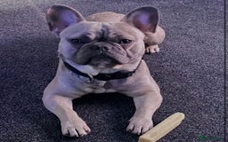 French Bulldog dogs for sale: Gorgeous Freddie needs a loving home - Image 6