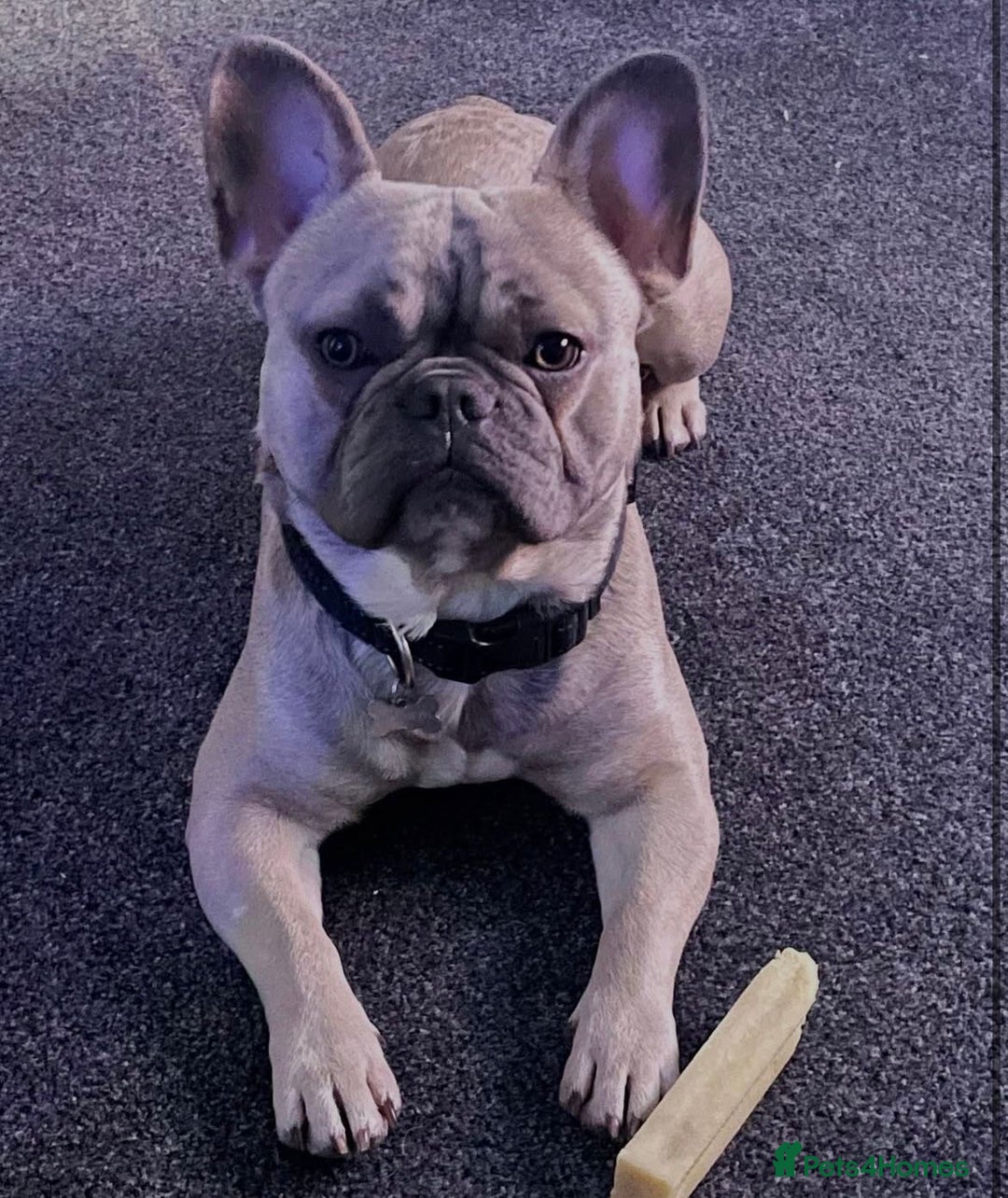 French Bulldog dogs for sale: Gorgeous Freddie needs a loving home - Image 6