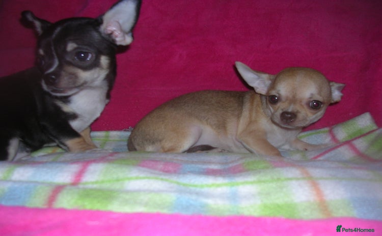 Chihuahua dogs - Advert 2