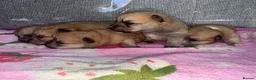 Mixed Breed dogs for sale: Pomeranian cross Jack Russell - Advert 9