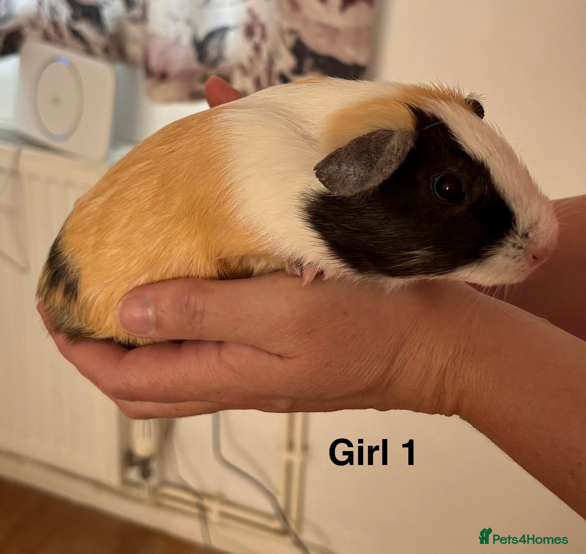 Guinea Pig rodents Guinea pigs for sale - Advert 15