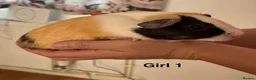 Guinea Pig rodents for sale: Guinea pigs for sale - Advert 1