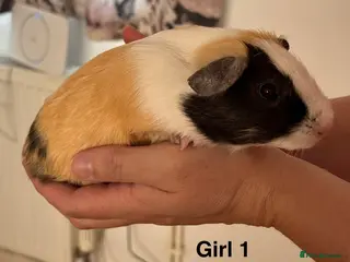 Guinea Pig rodents Guinea pigs for sale - Advert 1