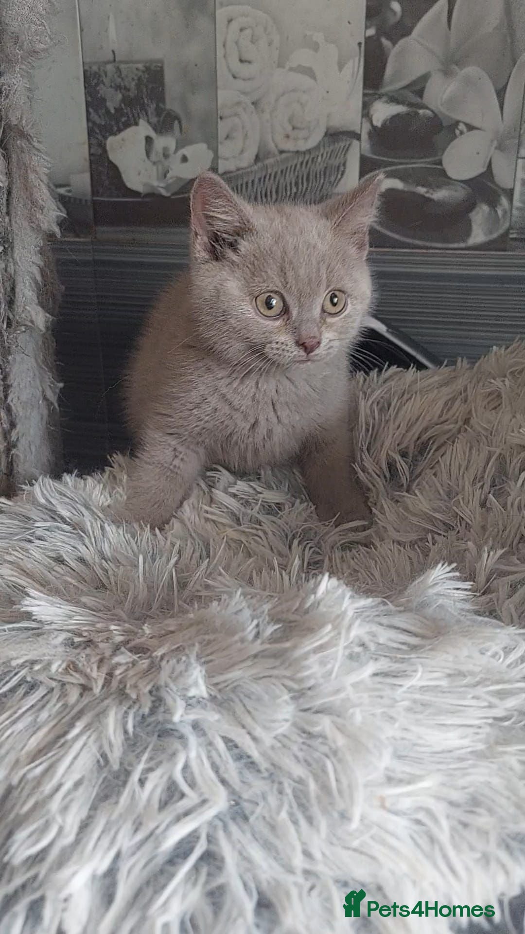 British Shorthair cats  😻 British Shorthair Kittens 😻 - Advert 1