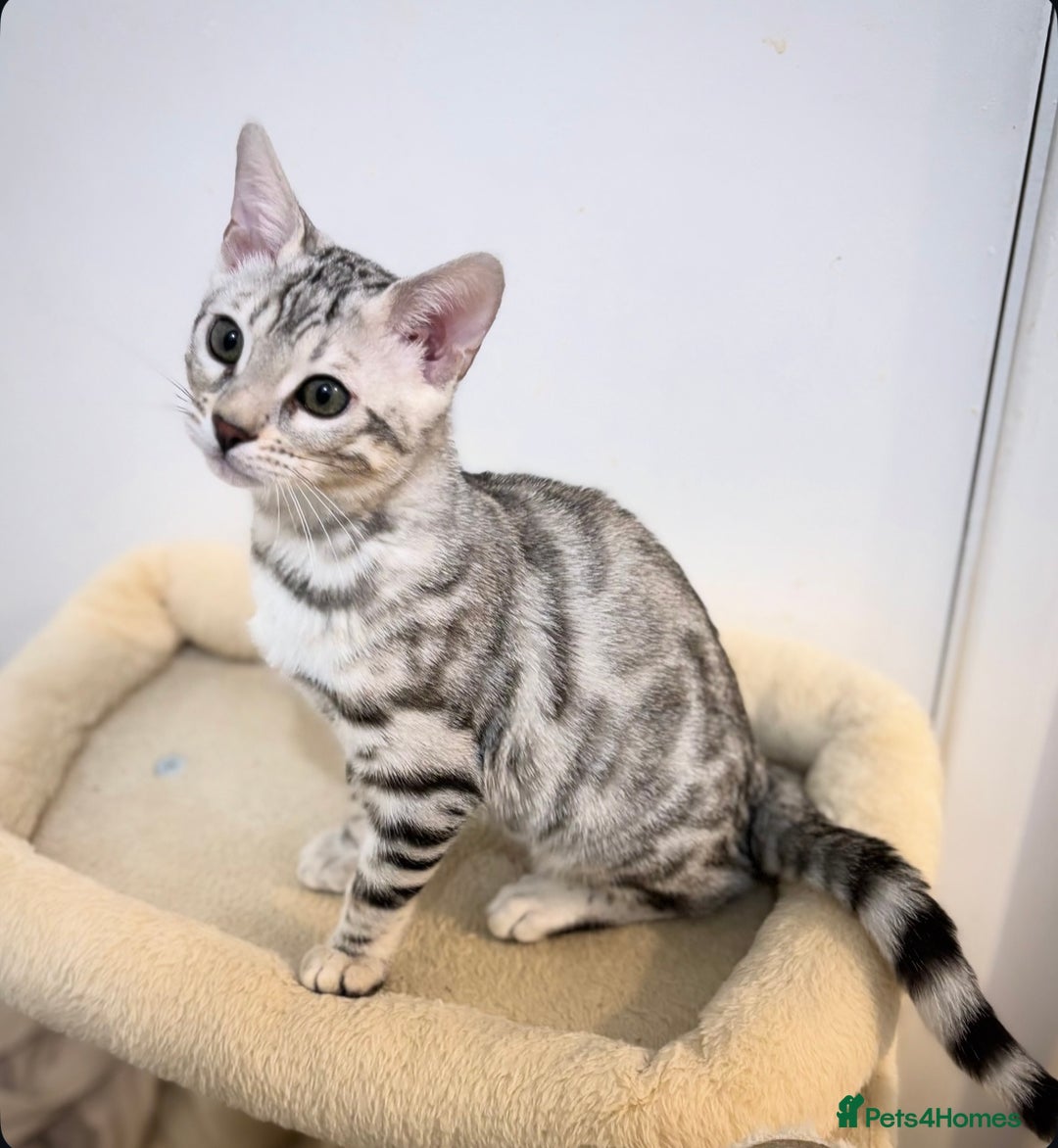 Bengal cats for sale: 🌟pedigree bengal kittens🌟 - Advert 2