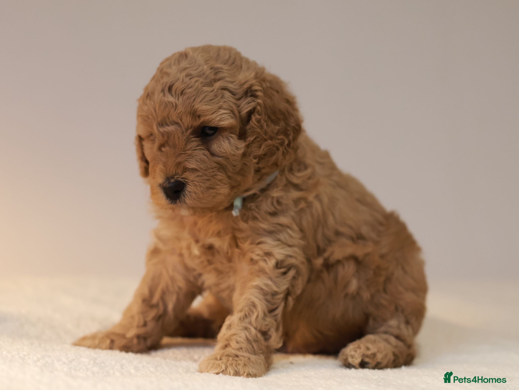 Cavapoo dogs 5*Licensed+DNAtested+Vetchecked+Red+Apricot+Cream - Advert 1