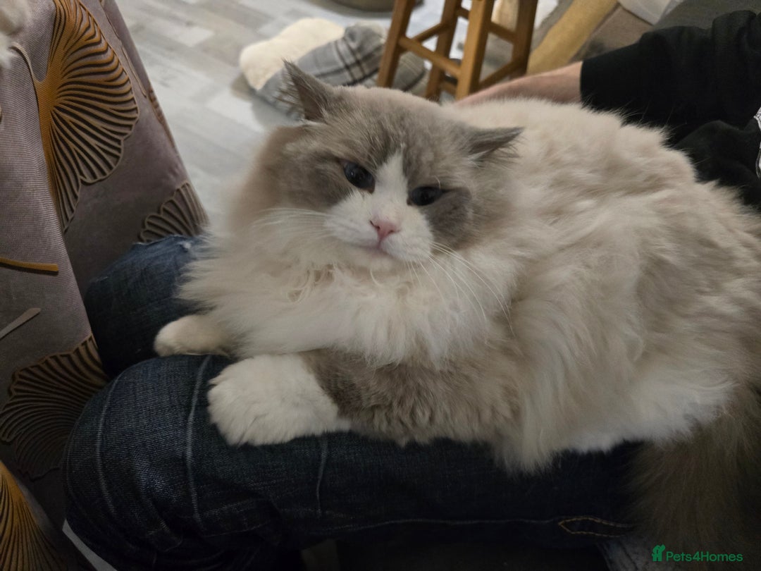 Ragdoll cats for sale: Gccf registered little Queens available 🥰 - Advert 29