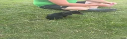 Miniature Dachshund dogs for sale: Miniature dachshund male in Halifax - Advert 4