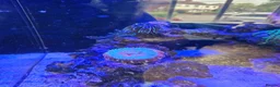 Other/Mixed Breed fish for sale: Large Marine fish in Sale - Advert 3