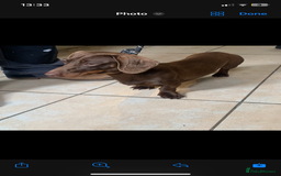 Miniature Dachshund dogs for sale: Chocolate Isabelle dapple miniature dachshund - Image 16