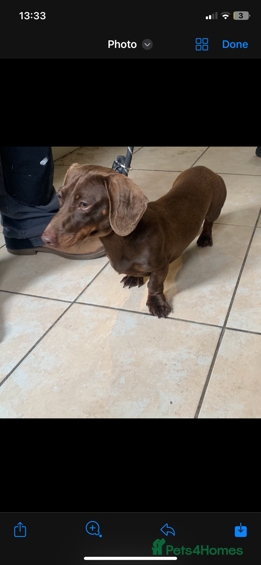 Miniature Dachshund dogs for sale: Chocolate Isabelle dapple miniature dachshund - Image 16