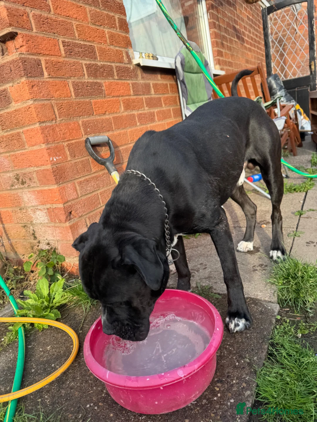 Mixed Breed dogs for sale: Cane corso x presa - Advert 7