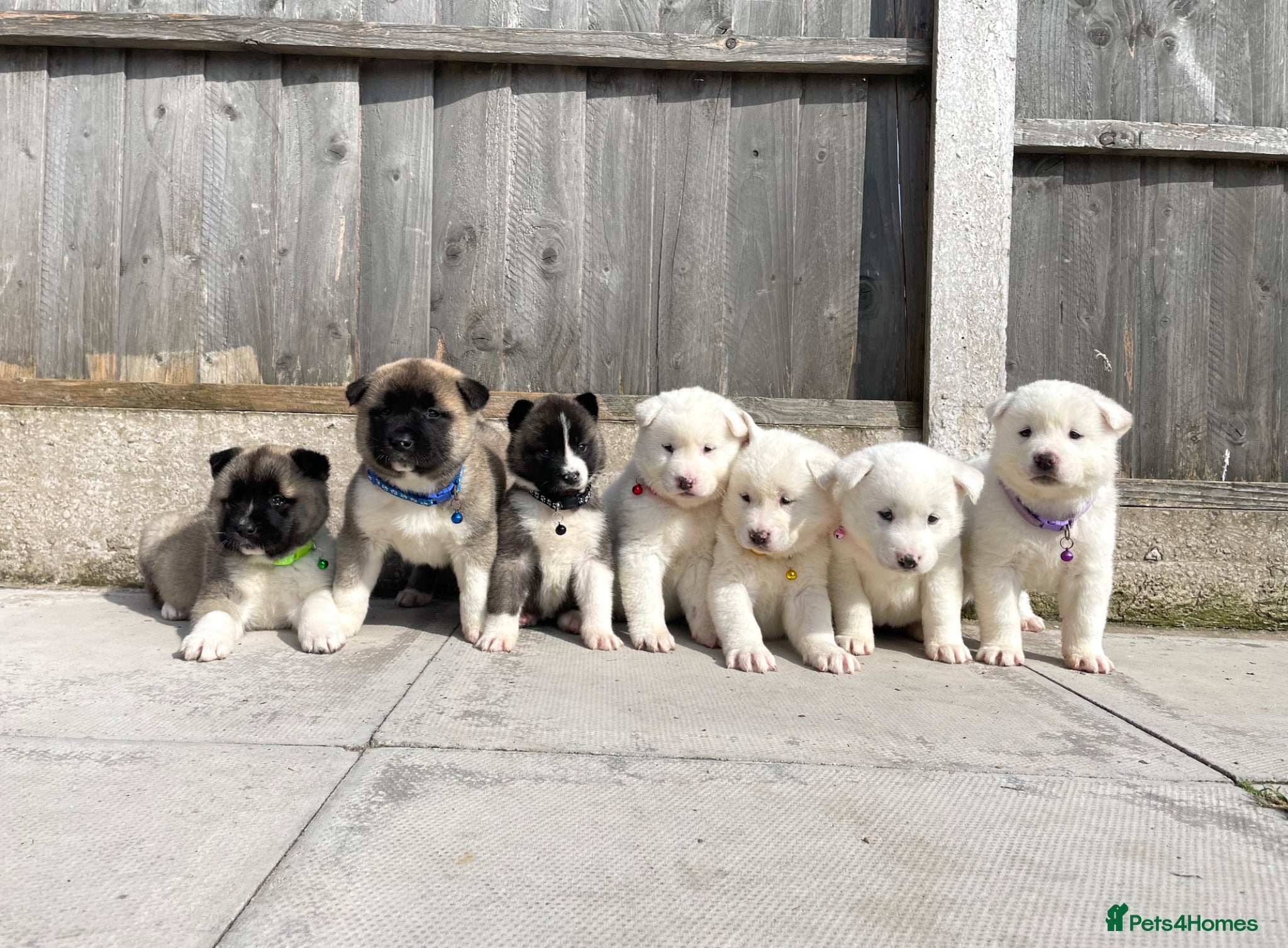 Akita dogs Akita puppys for sale - Advert 1
