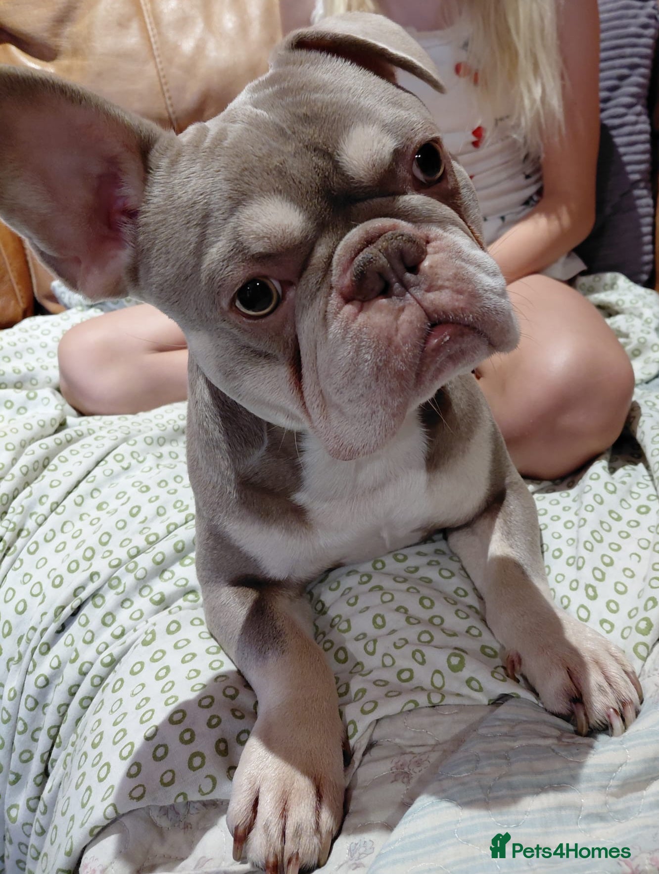 French Bulldog dogs Isabella French Bulldog for Stud - Advert 3