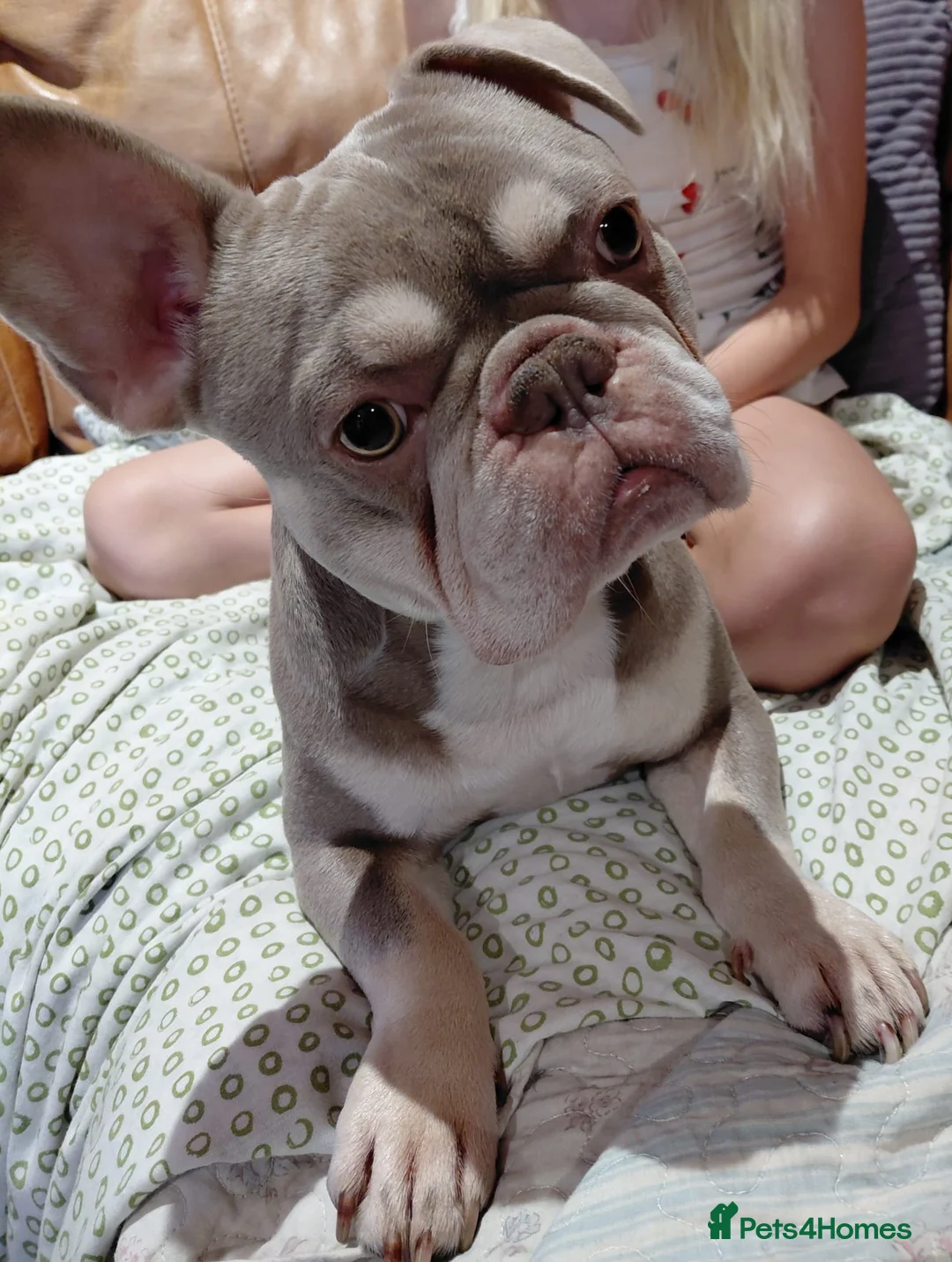 French Bulldog dogs for stud: Isabella French Bulldog for Stud - Advert 1