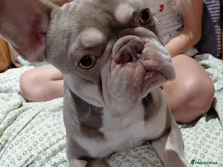 French Bulldog dogs Isabella French Bulldog for Stud - Advert 3