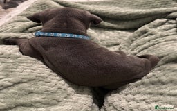 Staffordshire Bull Terrier dogs for sale: Stunning KC Blue Staffordshire Bull Terrier Pups - Image 28