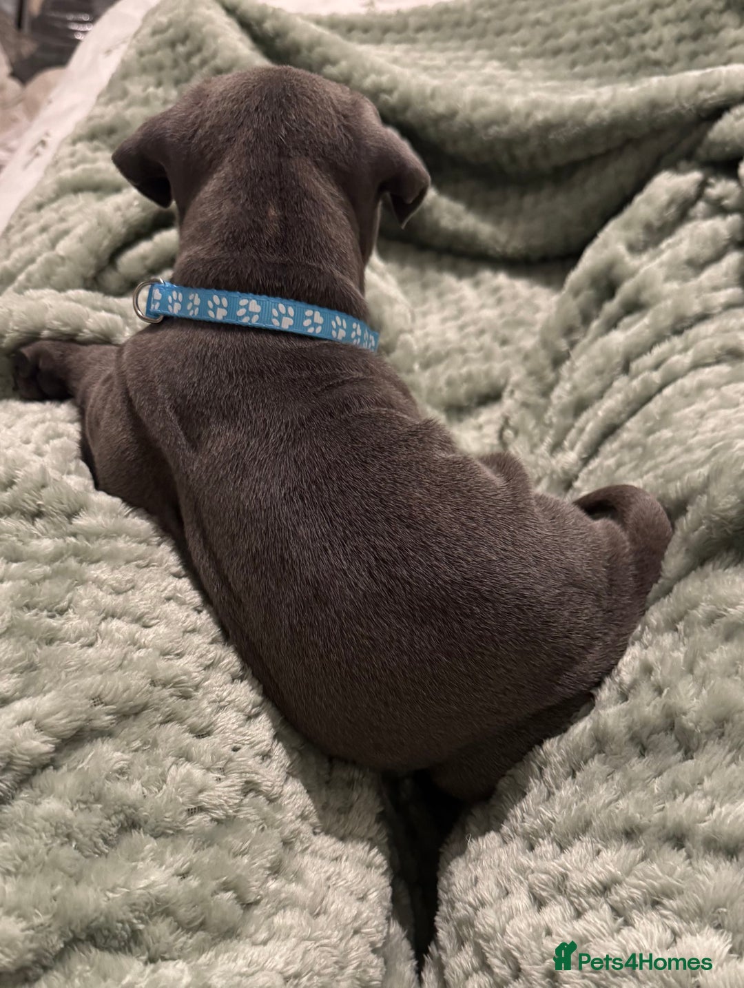 Staffordshire Bull Terrier dogs for sale: Stunning KC Blue Staffordshire Bull Terrier Pups - Image 28