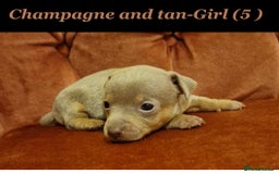 Jack Russell dogs for sale: Beautiful Muchwenlock Jack Russell puppies - Image 5