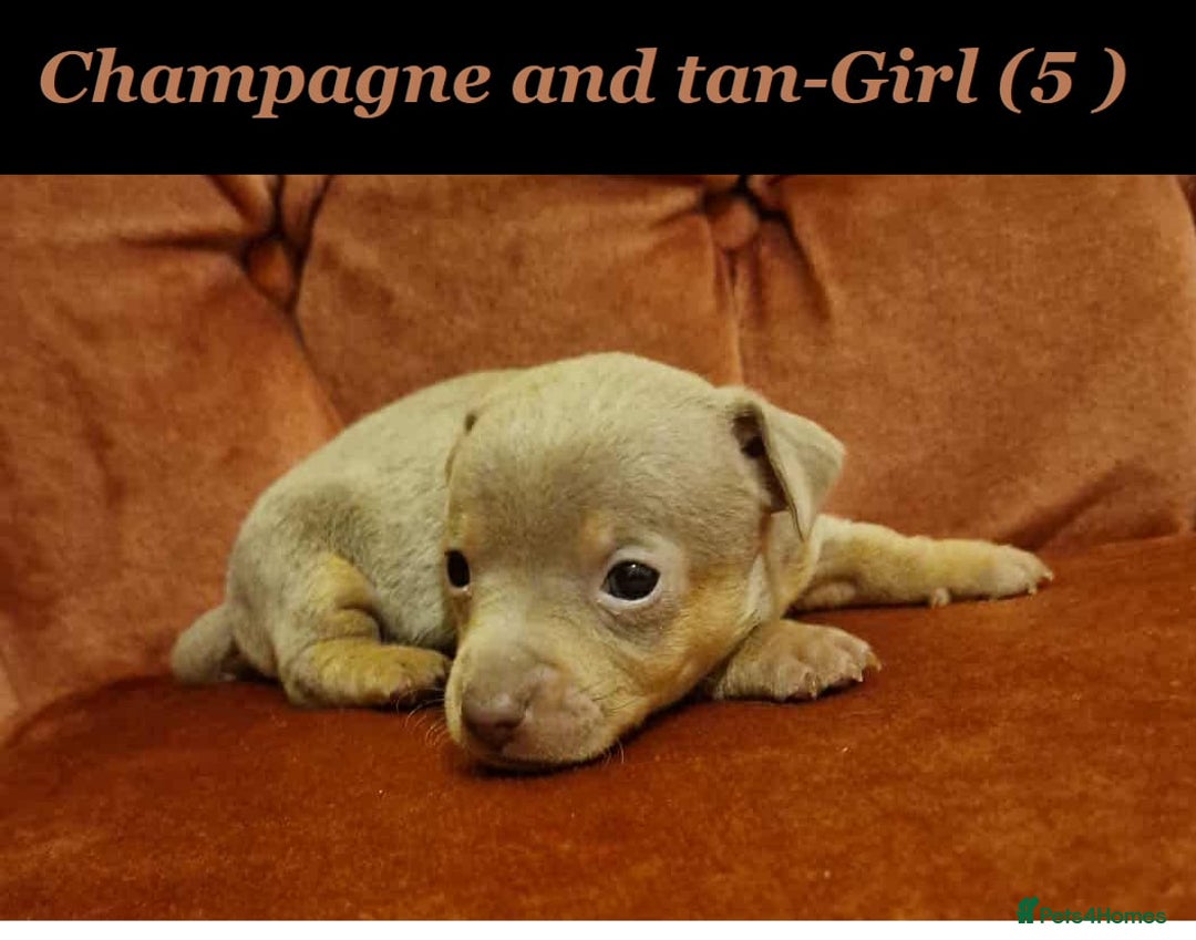 Jack Russell dogs for sale: Beautiful Muchwenlock Jack Russell puppies - Image 5