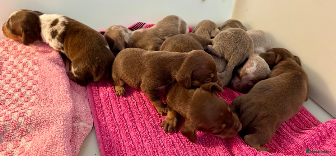 Miniature Dachshund dogs for sale: Miniature dachshunds  - Image 7