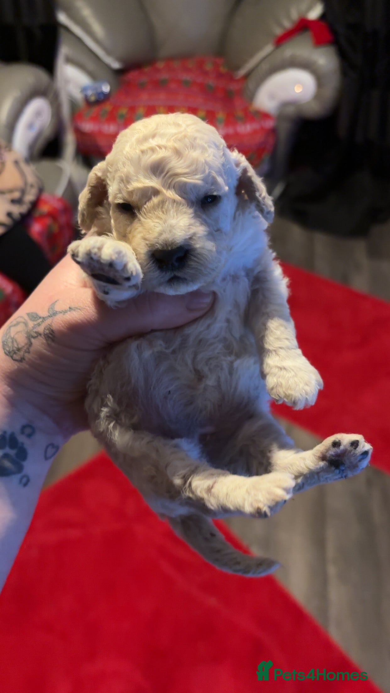 Miniature Poodle dogs Poodle puppies - Advert 6